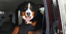 Stowing things away in vehicle means less for Duke to destroy Large dog in car. Photo ID 148997589 © Chernetskaya | Dreamstime.com