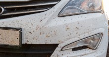Insect splatter on front bumper of white car Insect splatter front car bumper. Photo Credit: ID 227298686 © Justoomm | Dreamstime.com
